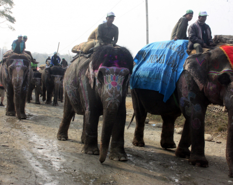 Elephant Festival kicks off in Sauraha